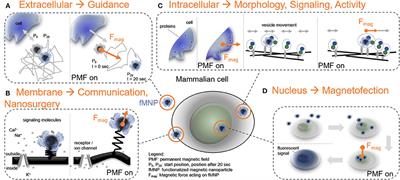 Force-Mediating Magnetic Nanoparticles to Engineer Neuronal Cell Function